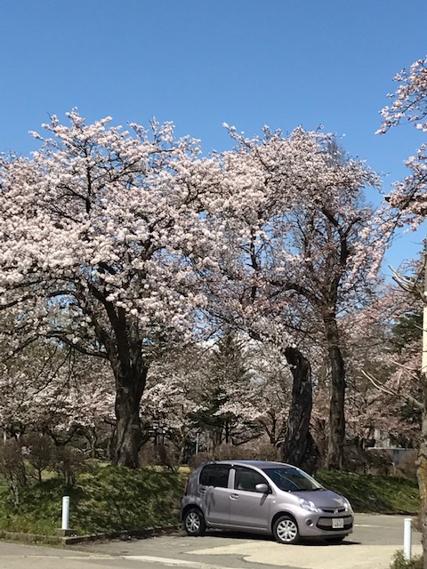 桜咲く受験合格