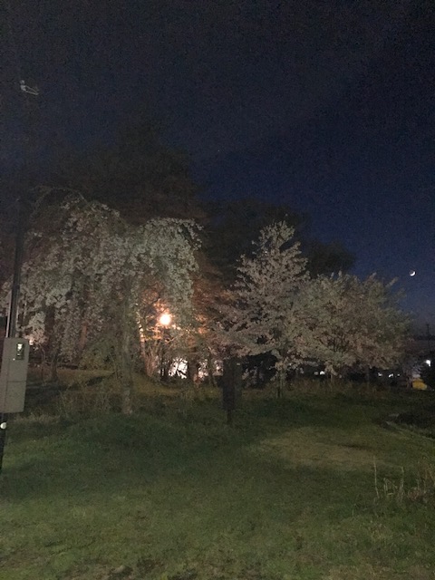桜さくみかづきの夜