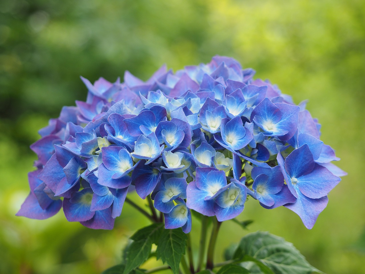 新庄市の花